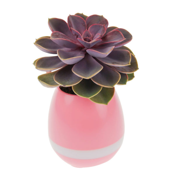 Boxă Bluetooth, ghiveci cu flori - roz, United Entertainment